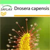 SAFLAX Garden to go - rosnatka - Drosera capensis - 200 Náhled obrázku produktu 10