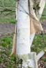 Betula utilis, Himalaya-Birke, 100–150 cm Produktbild-Vorschau 9