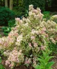 Weigela florida 'Nana Variegata', Weigelie, buntlaubig, Produktbild-Vorschau 10