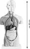 Anatomický model Ľudský trup Anatomický model Ľudské telo Náhľad obrázku produktu 5