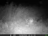 Outdoor Wildlife Hunting Trail und Wildkamera OXE Gepard Produktbild-Vorschau 34