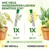 Australischer Marienkäfer - Larven gegen Wollläuse & Produktbild-Vorschau 4