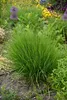 Stauden Gänge 5 x Molinia caerulea 'Heidebraut' im 1 Liter Produktbild-Vorschau 2