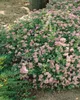 Spiraea japonica 'Little Princess', Zwerg-Spiere, rosa, Produktbild-Vorschau 12