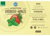 Erdbeer-Minze- Mentha species - Kräuterpflanze im 12cm Topf Produktbild-Vorschau 2