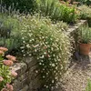 6x Erigeron karvinskianus P9H20 Produktbild-Vorschau 5