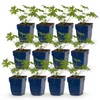 Green boutiQ - Plante vivace - Géranium Johnson's Blue - Voir les images du produit 2