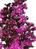 Lagerstroemia indica 'Rhapsody in Blue' – Kreppmyrte Produktbild-Vorschau 2