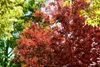 Cotinus coggygria 'Royal Purple', Perückenstrauch, Produktbild-Vorschau 3