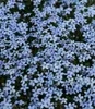 BALDUR Garten 15x Winterharter Bodendecker Isotoma 'Blue Produktbild-Vorschau 2