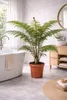 Fougère arborescente australienne Cyathea Australis, 80-100 Voir les images du produit 2