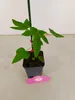 Set mit 4 Papaya – Carica Papaya – Höhe 25cm – 9cm Topf Produktbild-Vorschau 3