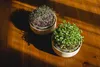 Plastia Urbalive Keimsprosskit für Microgreens, Elfenbein Produktbild-Vorschau 4