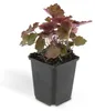 Piante tappezzanti - Heuchera 'Palace Purple' - 9 cm di Anteprima dell’immagine prodotto 6