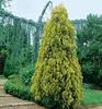 Morgenländischer Lebensbaum ´PYRAMIDALIS AUREA´ 20-30 cm, Produktbild-Vorschau 2