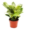Philodendron White Wave - weiß-gestreifter Baumfreund - Produktbild-Vorschau 1