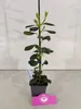 Sada 4 kusov amerických cesmín - Ilex 'Nellie R. Stevens' - Náhľad obrázku produktu 3