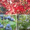 Elisabeth Kulturheidelbeere, Blaubeere, sehr aromatisch im Produktbild-Vorschau 1
