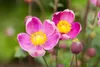 Anemone hupehensis 'Praecox', Herbst-Anemone, rosa, ca. 9x9 Produktbild-Vorschau 1