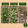 Green boutiQ - Toscaanse jasmijn - Trachelospermum Voir les images du produit 4
