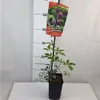 Akebia pięciolistkowa 1L Podgląd zdjęcia produktu 7