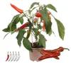 Chili-Pflanze - mild - Peperoni - Pfefferstrauch für Balkon Produktbild-Vorschau 2