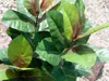 EUROPALMS Gummibaum, Kunstpflanze, 100cm Produktbild-Vorschau 4