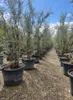 Quercus Suber Multistamm 250 cm Korkeiche – winterhart bis Produktbild-Vorschau 4