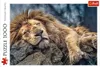 TREFL Puzzle Lion endormi 1000 pièces Voir les images du produit 6