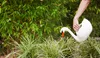 Giesskanne_Schwan Voir les images du produit