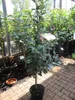 Malus Joseph Musch - Herbstapfel - Apfelbaum Produktbild-Vorschau 3