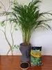A potted plant with a bag of soil and a small bowl of soil in front of a wall with a painted tree mural. Voir les images du produit
