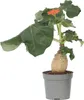 Flaschenpflanze - Jatropha podagrica - Höhe 25-45cm - ⌀13cm Produktbild-Vorschau 1