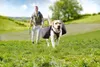 Dogs Creek Geschirr + Rucksack Travel schwarz L Produktbild-Vorschau 6