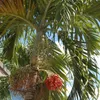 Manilapalmpalm (Veitchia merrillii) - 5 zaden Productafbeelding-voorbeeld 1