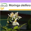 SAFLAX - moringa - Moringa oleifera - 10 Semená Náhľad obrázku produktu 10