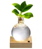 Dehner Waterplant Balsamapfel, Clusia rosea Princess, Produktbild-Vorschau 1