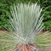 Nasiona Yucca Elata - zestaw 5 sztuk - Nasiona roślin Podgląd zdjęcia produktu 3