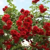 Rosa  - Kletternde Rose Kordes - Rosa 'Sympathie' Produktbild-Vorschau 2