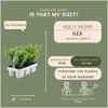 Plants by Frank | 72 Stechpalme Pflanzen | Ilex Crenata Produktbild-Vorschau 4