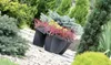 Two black planters with red and green plants are placed on a gravel path surrounded by various green coniferous plants. Náhľad obrázku produktu