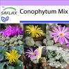 SAFLAX - Kvitnúce kamene / Conophytum Mix - Conophytum Mix Náhľad obrázku produktu 10