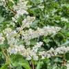 Opletka čínská (Fallopia aubertii) 1L Náhled obrázku produktu 5