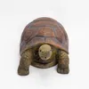 esotec Solar Wasserspeier Set Schildkröte Maru + Pumpe Produktbild-Vorschau 8