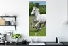 MuchoWow® Poster Pferde - Natur - Weiß 60x120 cm - Produktbild-Vorschau 3