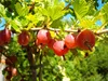 Säulenstachelbeere 'Hinnonmäki' rot Produktbild-Vorschau 1