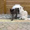 Bac à litière Flower XXL, toilettes cachées pour chats Voir les images du produit 2