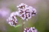Origanum vulgare, Oregano, aromatisch, ca. 9x9 cm Topf Produktbild-Vorschau 5
