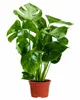 Monstera deliciosa, circa 50 cm – Deliziosa pianta da Anteprima dell’immagine prodotto 4