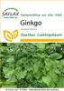 SAFLAX - Ginkgo - Ginkgo biloba - 4 Samen Produktbild-Vorschau 9
